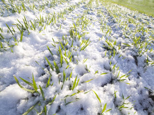 正月二十三下雪有什么说法(俗话说腊月二十四)